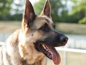 Preview wallpaper dog, protruding tongue, tired