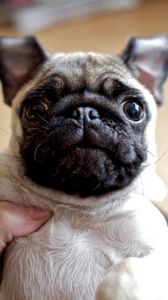Preview wallpaper dog, pug, face, eyes, baby