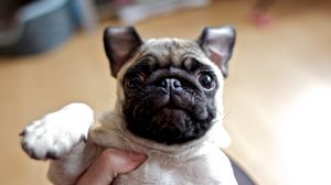 Preview wallpaper dog, pug, face, eyes, baby