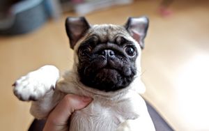 Preview wallpaper dog, pug, face, eyes, baby