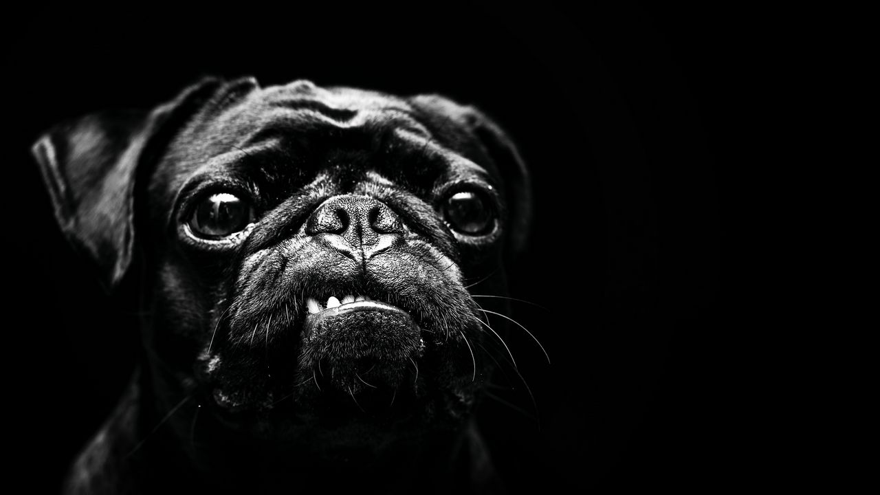 Wallpaper dog, pug, pet, black