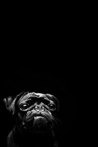 Preview wallpaper dog, pug, pet, black