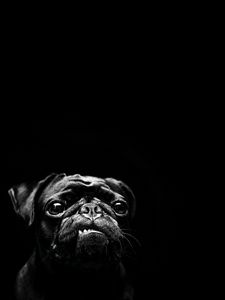 Preview wallpaper dog, pug, pet, black