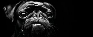 Preview wallpaper dog, pug, pet, black