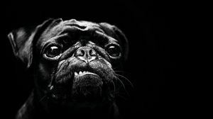 Preview wallpaper dog, pug, pet, black