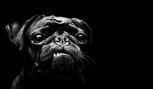 Preview wallpaper dog, pug, pet, black