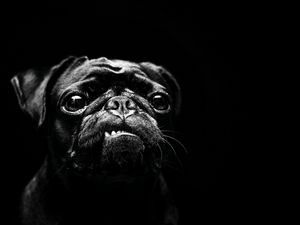 Preview wallpaper dog, pug, pet, black