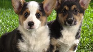 Preview wallpaper dog, puppies, couple, beautiful