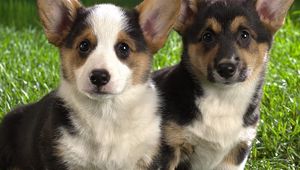 Preview wallpaper dog, puppies, couple, beautiful