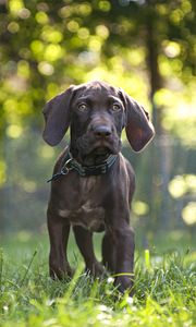 Preview wallpaper dog, puppy, animal, pet