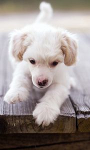 Preview wallpaper dog, puppy, baby, walk, wood floor