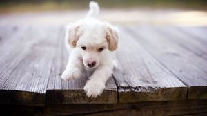 Preview wallpaper dog, puppy, baby, walk, wood floor