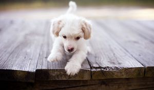 Preview wallpaper dog, puppy, baby, walk, wood floor