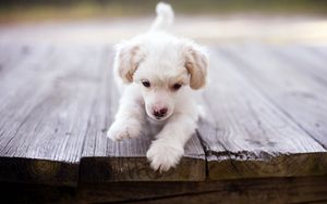 Preview wallpaper dog, puppy, baby, walk, wood floor