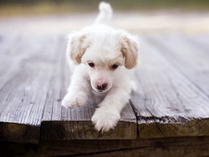 Preview wallpaper dog, puppy, baby, walk, wood floor