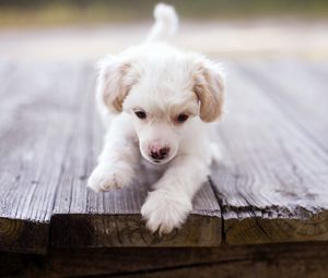 Preview wallpaper dog, puppy, baby, walk, wood floor