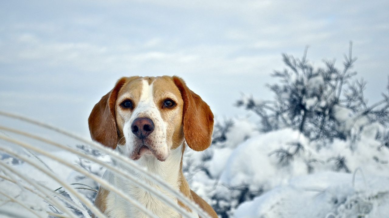Wallpaper dog, puppy, beagle, snout, snow, winter