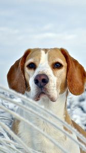 Preview wallpaper dog, puppy, beagle, snout, snow, winter