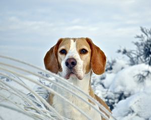 Preview wallpaper dog, puppy, beagle, snout, snow, winter