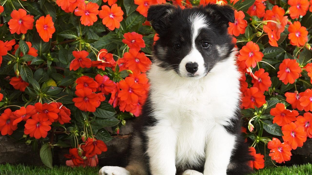 Wallpaper dog, puppy, black, white, spotted, flowers