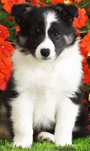 Preview wallpaper dog, puppy, black, white, spotted, flowers