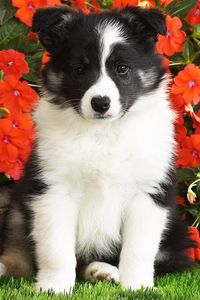 Preview wallpaper dog, puppy, black, white, spotted, flowers