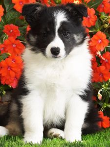 Preview wallpaper dog, puppy, black, white, spotted, flowers