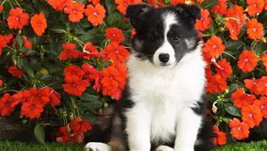 Preview wallpaper dog, puppy, black, white, spotted, flowers