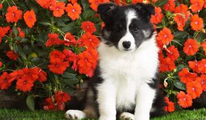 Preview wallpaper dog, puppy, black, white, spotted, flowers