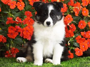 Preview wallpaper dog, puppy, black, white, spotted, flowers