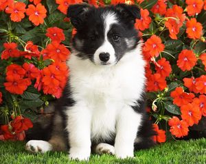 Preview wallpaper dog, puppy, black, white, spotted, flowers