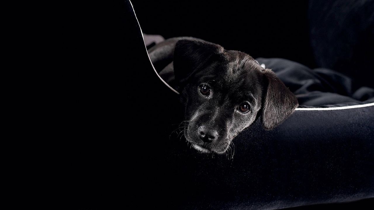 Wallpaper dog, puppy, black, baby