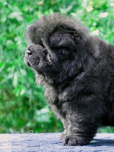 Preview wallpaper dog, puppy, black, fluffy