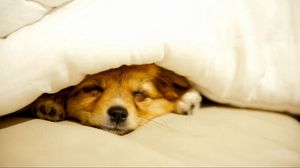 Preview wallpaper dog, puppy, blanket, lie down, peek