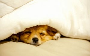 Preview wallpaper dog, puppy, blanket, lie down, peek
