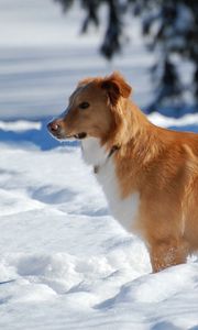 Preview wallpaper dog, puppy, brown, snow