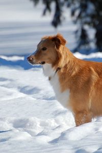 Preview wallpaper dog, puppy, brown, snow