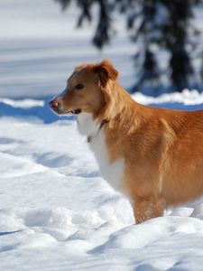 Preview wallpaper dog, puppy, brown, snow