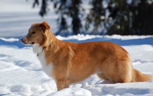 Preview wallpaper dog, puppy, brown, snow