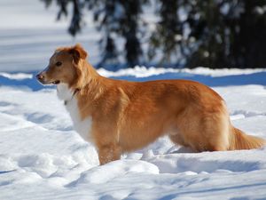 Preview wallpaper dog, puppy, brown, snow