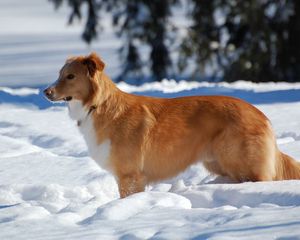 Preview wallpaper dog, puppy, brown, snow