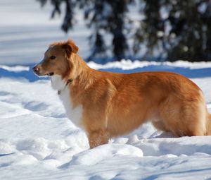 Preview wallpaper dog, puppy, brown, snow