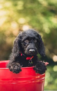 Preview wallpaper dog, puppy, bucket, sitting