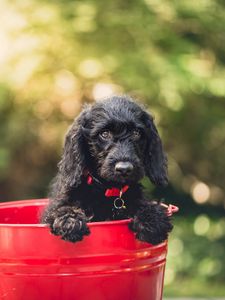 Preview wallpaper dog, puppy, bucket, sitting