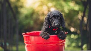 Preview wallpaper dog, puppy, bucket, sitting