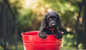 Preview wallpaper dog, puppy, bucket, sitting