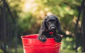 Preview wallpaper dog, puppy, bucket, sitting