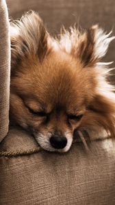 Preview wallpaper dog, puppy, chair, sleeping, furry