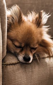 Preview wallpaper dog, puppy, chair, sleeping, furry