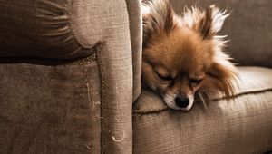 Preview wallpaper dog, puppy, chair, sleeping, furry